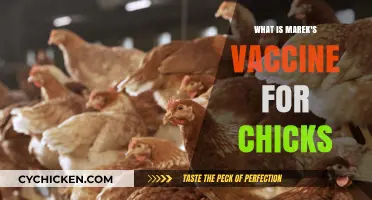 Understanding Marek's Vaccine: Essential Protection for Healthy Chickens