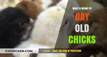 Understanding Day-Old Chicks: A Beginner's Guide to Poultry Basics
