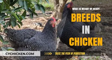 Understanding Heavy Breeds in Chickens: Characteristics and Purpose Explained
