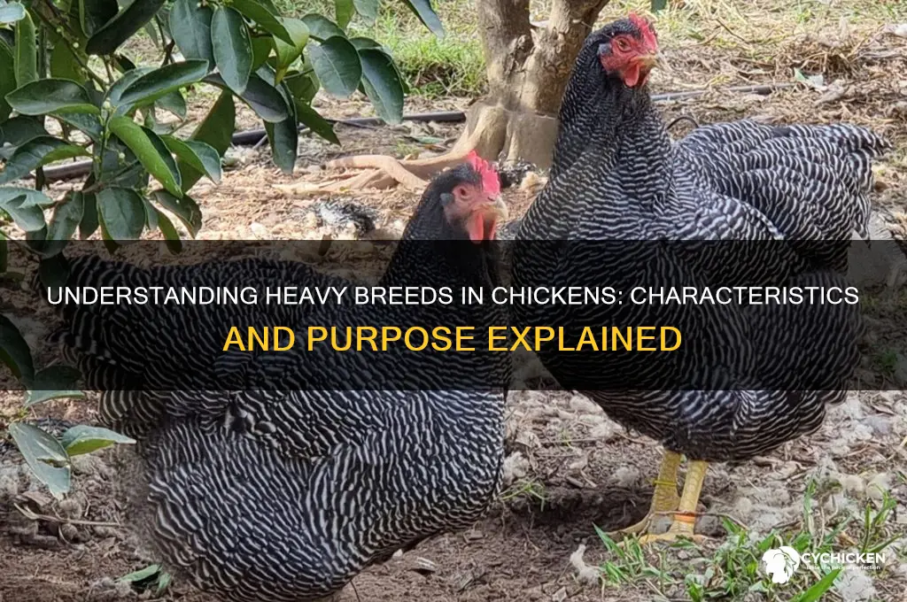 what is meant by heavy breeds in chicken