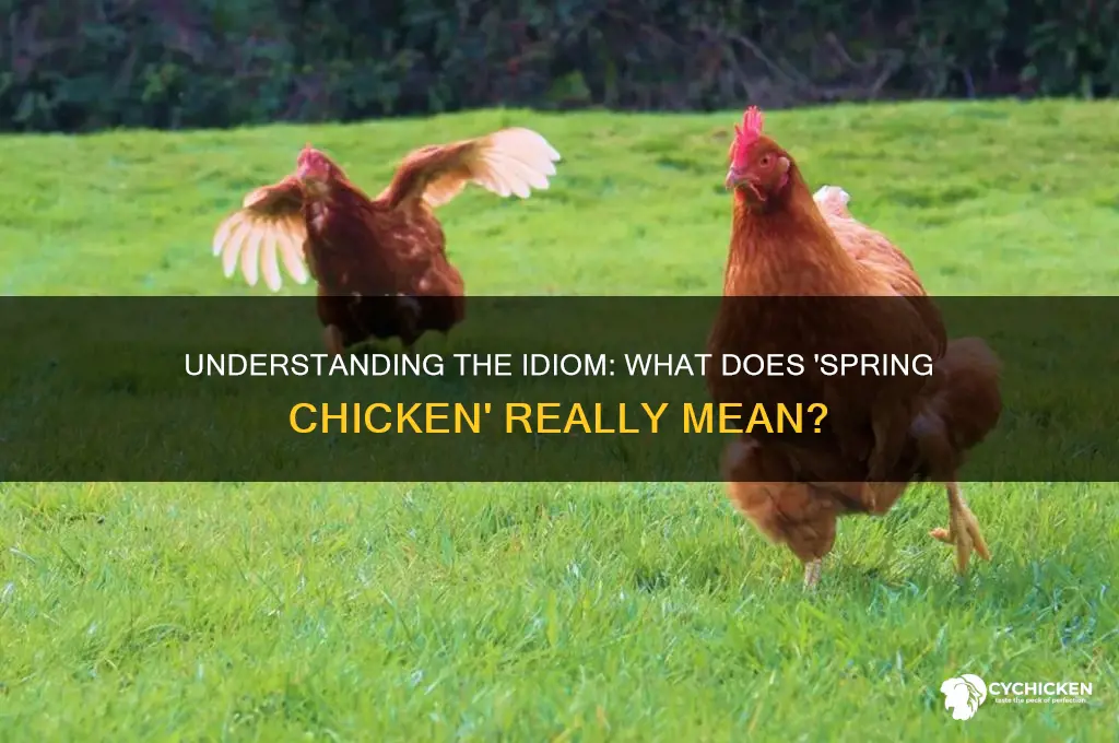 what is meant by the term spring chicken