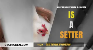 Discover the Unique Role of Setter Chickens