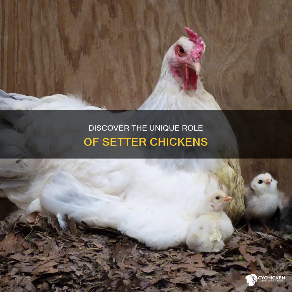 what is meant when a chicken is a setter