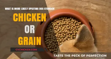 Chicken or Grain: Which Upsets Dog Stomachs More?