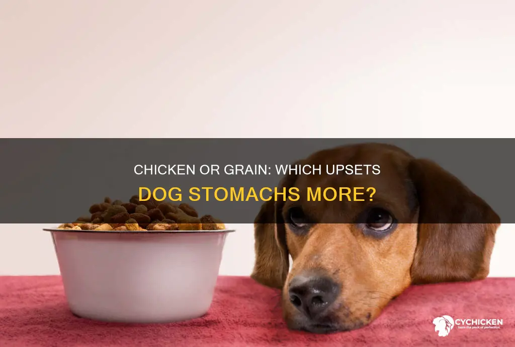 what is more likely upseting dog stomach chicken or grain