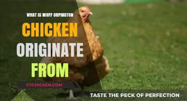 Unveiling the Origins of the Muff Orpington Chicken Breed