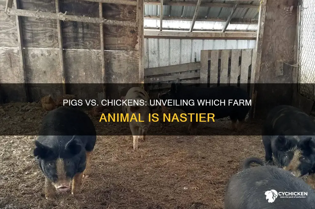 what is nastyer a pig or chicken