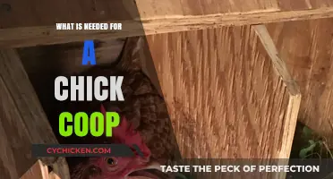 Essential Elements for a Happy and Healthy Chick Coop