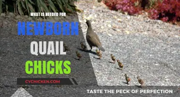 Essential Care Tips for Raising Healthy Newborn Quail Chicks