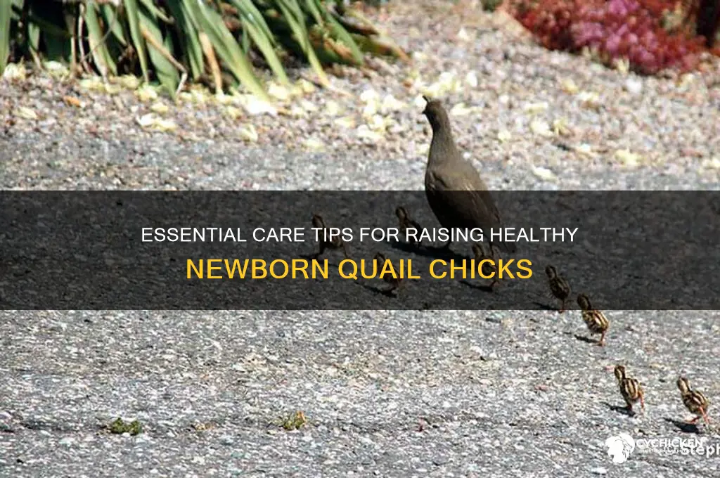 what is needed for newborn quail chicks