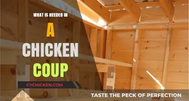 Essential Elements for a Happy, Healthy Chicken Coop Setup