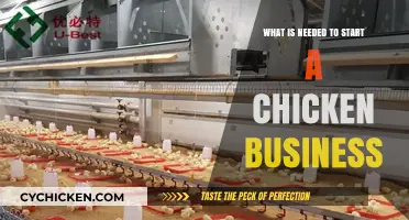 Essential Steps and Supplies for Launching Your Chicken Farming Business