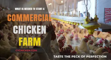 Starting a Chicken Farm: Essential Requirements