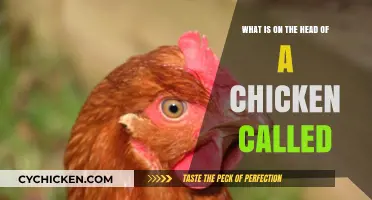 The Anatomy of a Chicken's Head