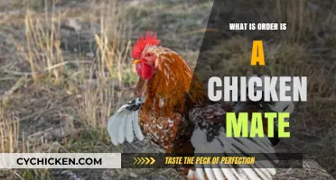 Understanding the Mating Order of Chickens: A Comprehensive Guide