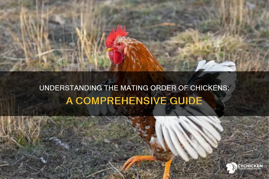 what is order is a chicken mate