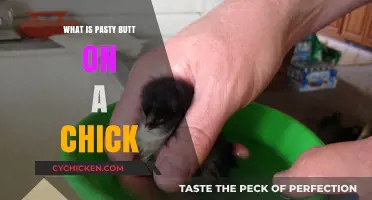 Understanding Pasty Butt in Chicks: Causes, Prevention, and Treatment Tips