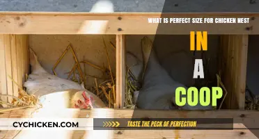Optimal Chicken Nest Size: A Guide for Coop Owners