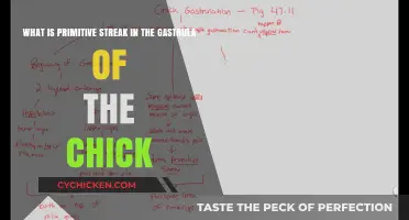 The Primitive Streak: Understanding Chick Embryo Development