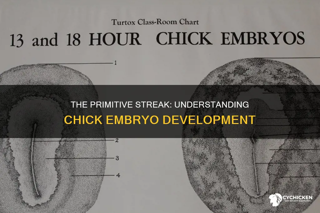 what is primitive streak in the gastrula of the chick