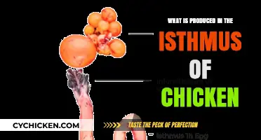 Understanding the Isthmus of Chicken: Production and Biological Significance