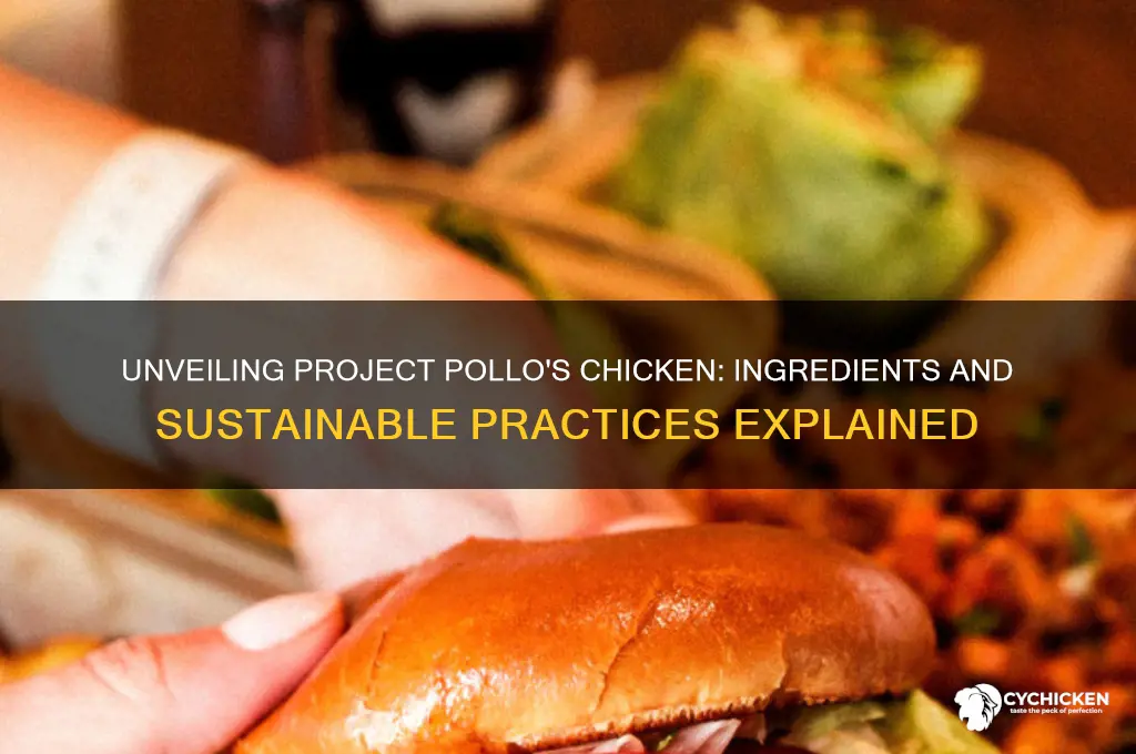 what is project pollo chicken made out of
