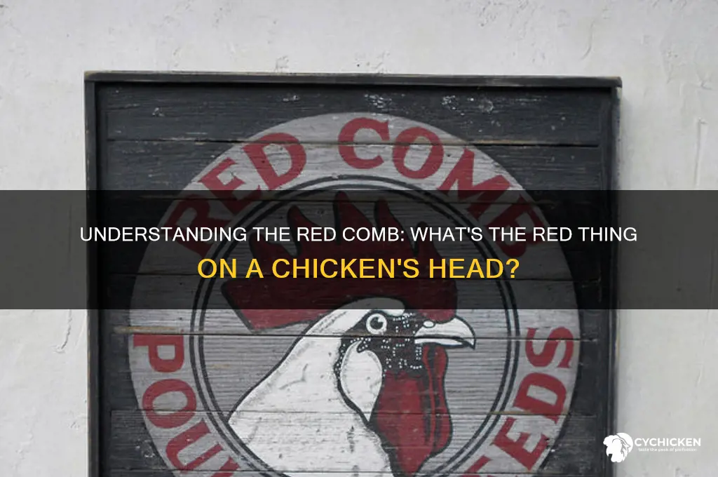 what is red thing on chicken head