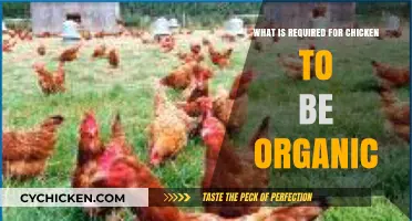 Organic Chicken Essentials: Key Requirements for Certified Organic Poultry