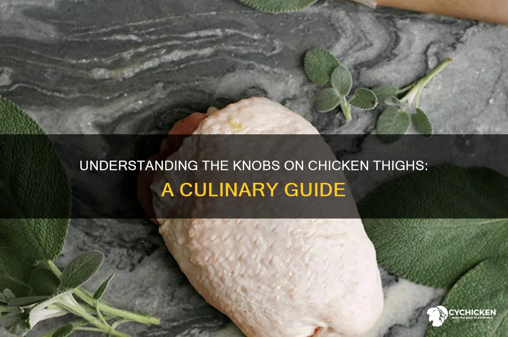 what is rhe knobs on chicken thighs