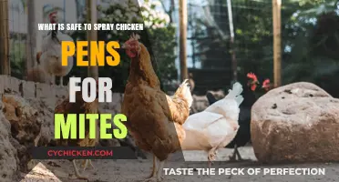 Spraying Chicken Pens: Natural Mite-Repelling Solutions