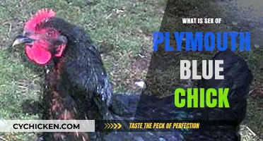Understanding the Sex of Plymouth Blue Chick: A Comprehensive Guide