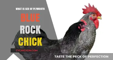 Plymouth Blue Rock Chick Gender Identification: A Comprehensive Guide