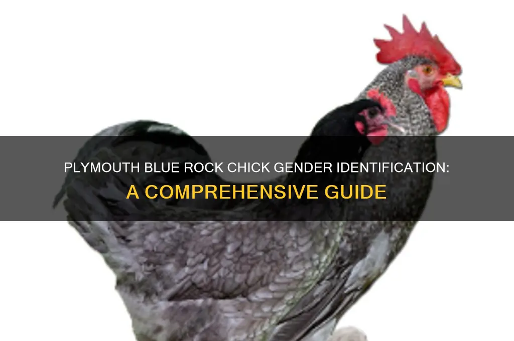 what is sex of plymouth blue rock chick