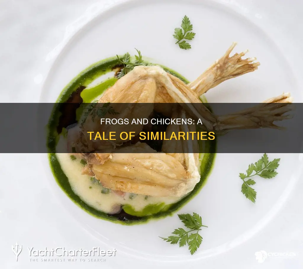 what is similar between a frog and a chicken