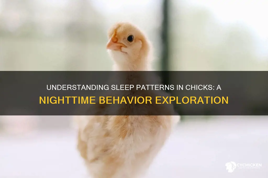 what is sleep at night about the chicks