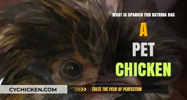 Katrina's Pet Chicken: Spanish Translation and Insights
