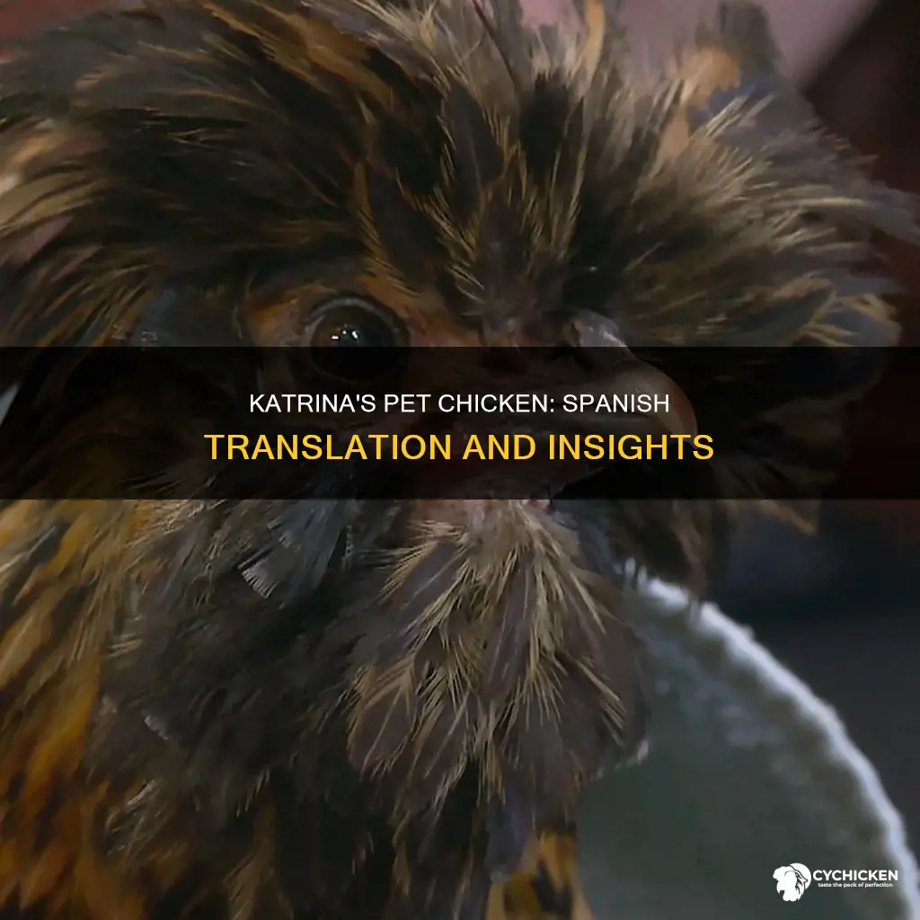 what is spanish for katrina has a pet chicken