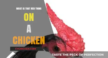 What's That Red Thing on a Chicken? Uncovering the Comb's Secrets