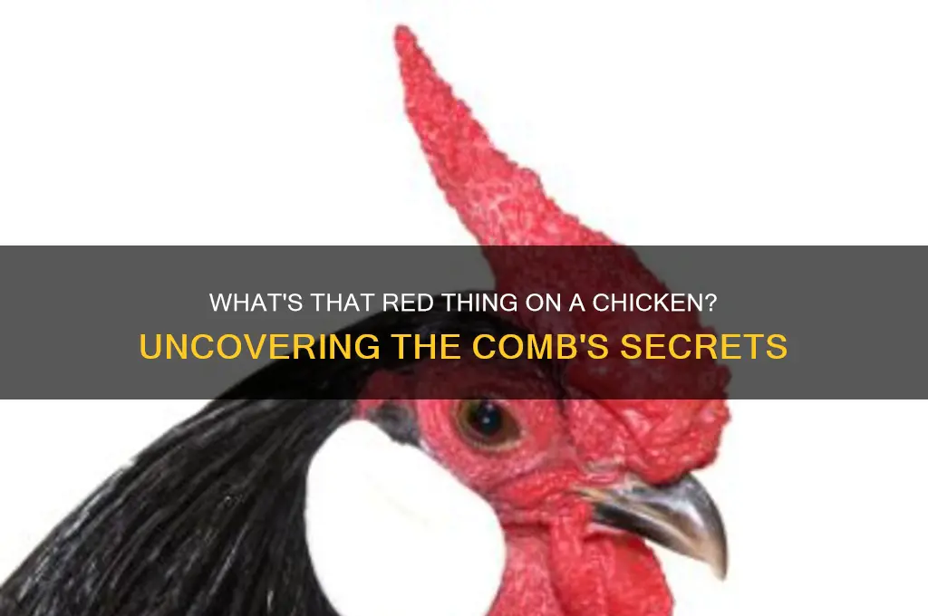 what is that red thing on a chicken
