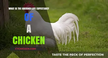 Life Expectancy of Chickens: How Long Do They Live?