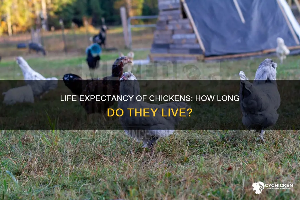 what is the aberage life expectancy of a chicken