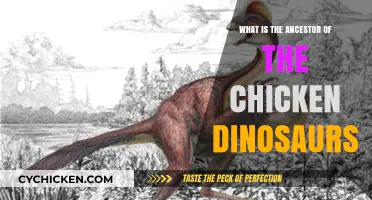 Unveiling the Chicken's Ancient Roots: Dinosaur Ancestors Explained