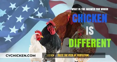 Chicken Conundrum: Spot the Odd One Out
