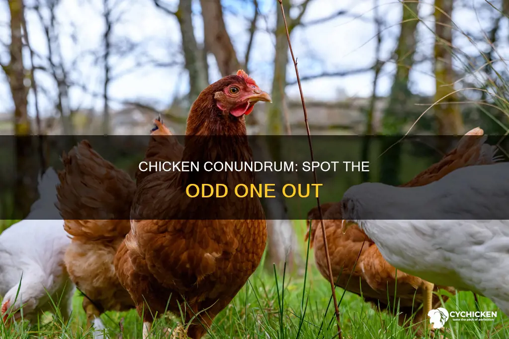 what is the answer for which chicken is different