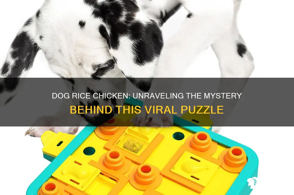 what is the answer to dog rice chicken
