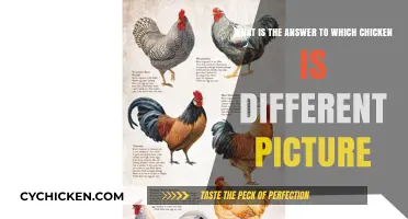 Which Chicken is Different: The Answer Explained