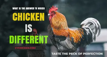 The Odd One Out: Which Chicken is Different?
