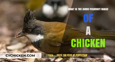 Chicken Audio: Frequency Range Explored