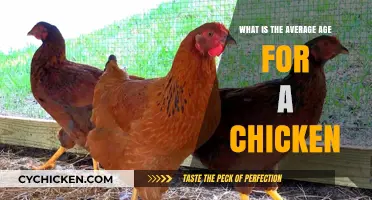 Understanding the Typical Age Range for Domestic Chickens
