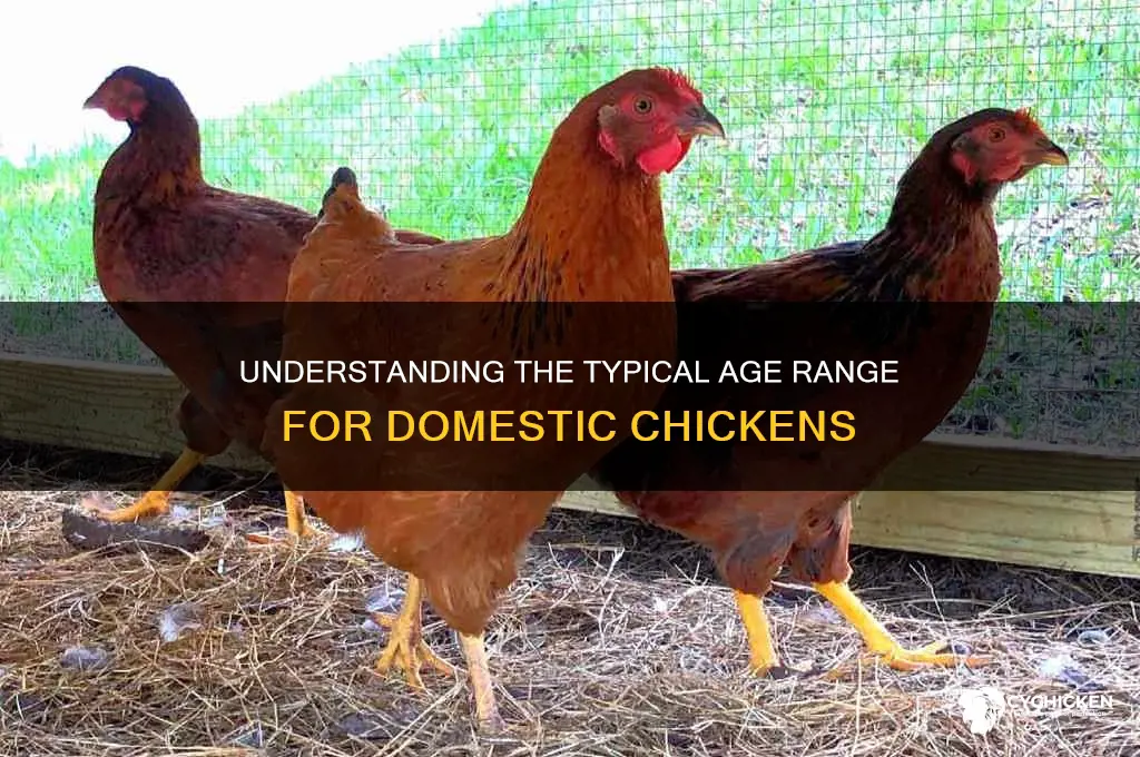 what is the average age for a chicken